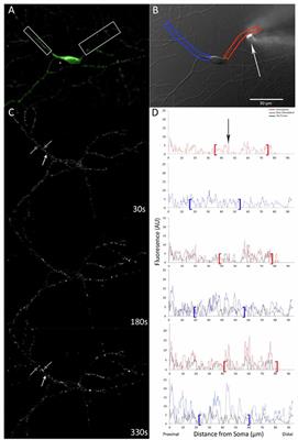 Locally-Induced CaMKII Translocation Requires Nucleotide Binding